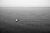 Arran Swan by bulloch.photography